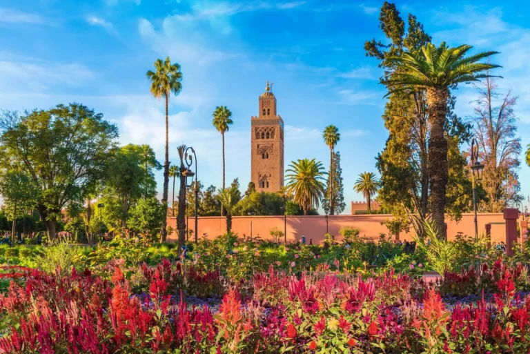 Lush Koutoubia gardens with red flowers and tall palm trees in the summer.