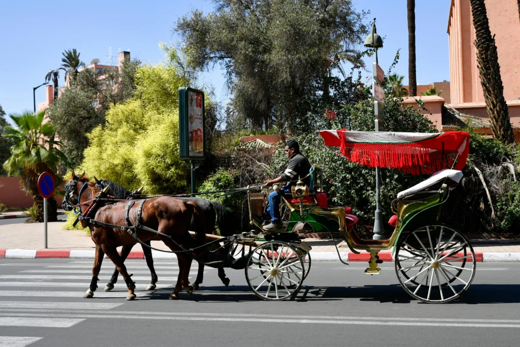 A traditional horse-drawn carriage on a sunny street next to green trees.