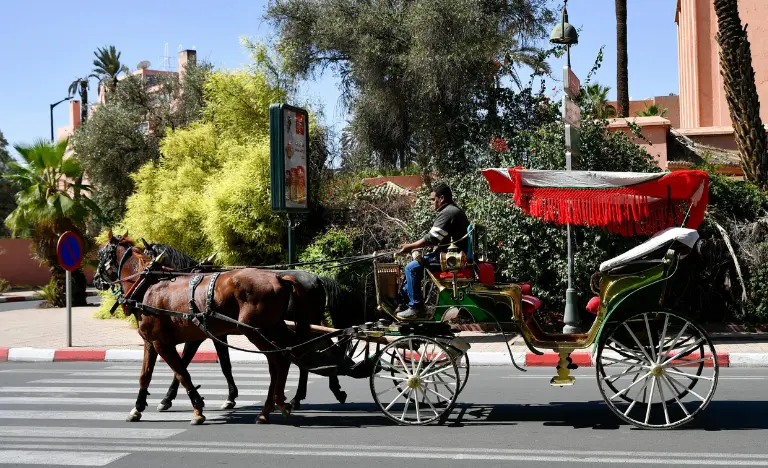 A traditional horse-drawn carriage on a sunny street next to green trees.