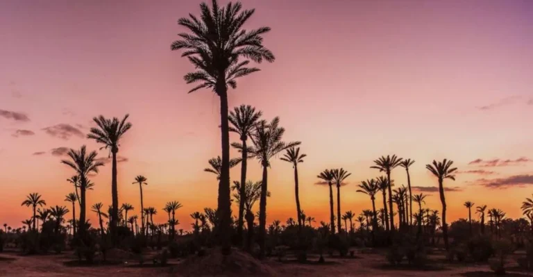 Silhouettes of tall palm trees standing against a dramatic pink and orange dawn sky.
